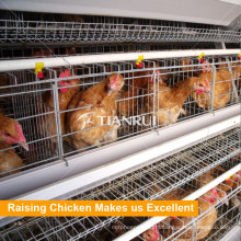 Tianrui Design Steel Galvanized H Type Automatic Chicken Egg Laying Cage